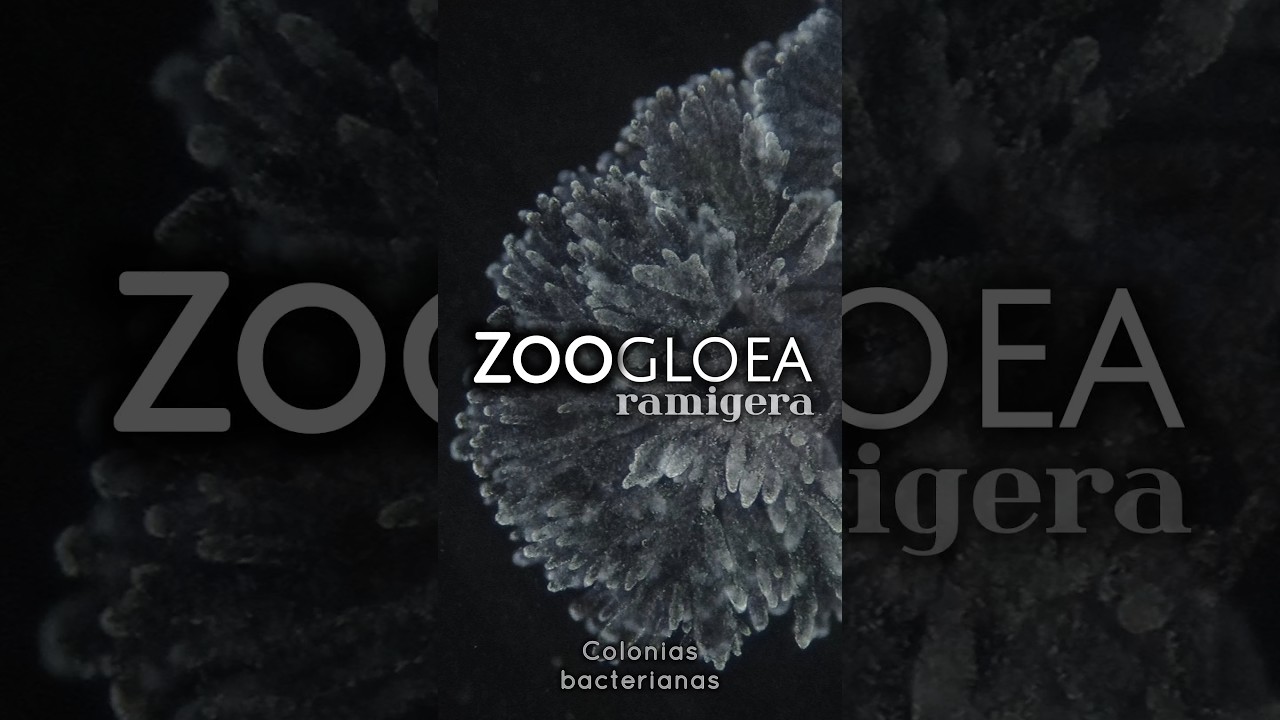 Zoogloea ramigera (Bacteria colonial)