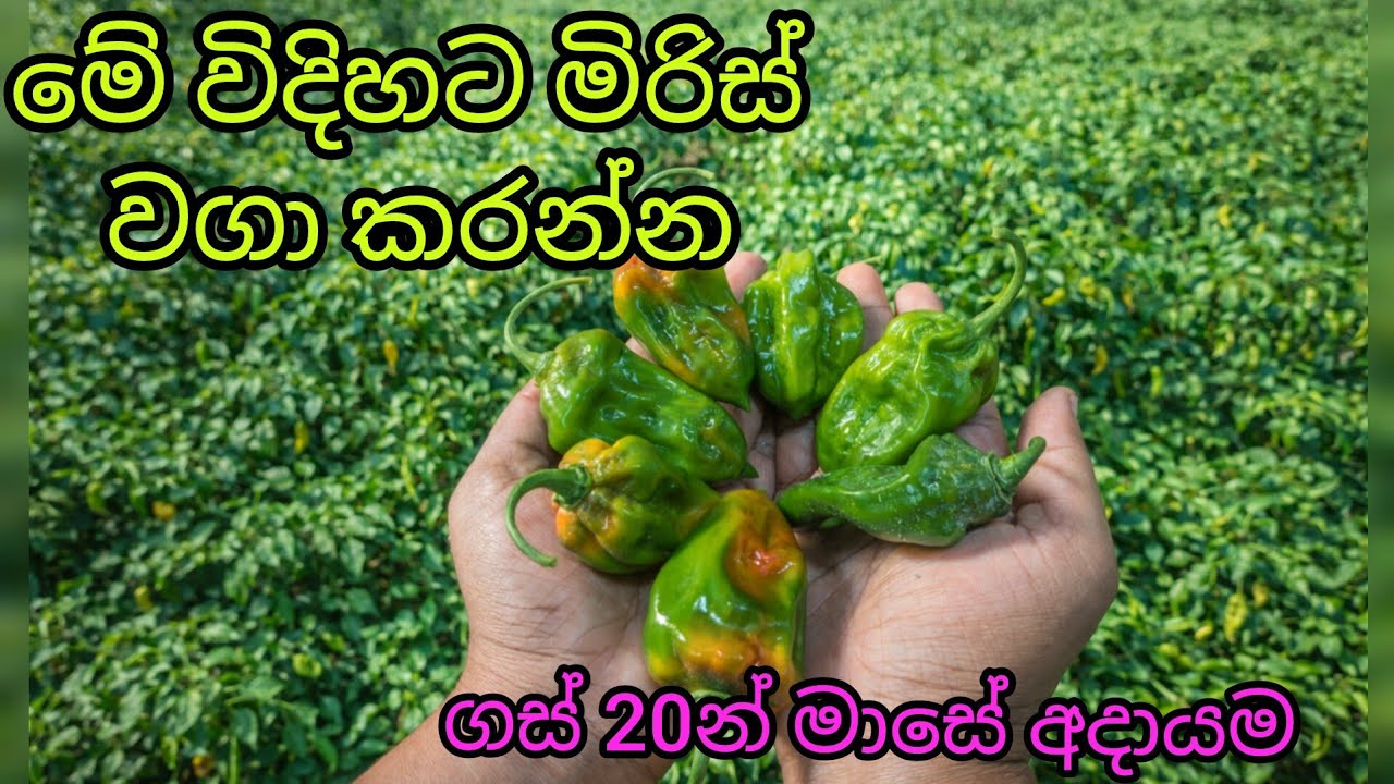 මිරිස් ගස් 20න් 3KG අස්වැන්නක් 😲 | මිරිස් වගාවෙන් හොද ආදායමක් ගන්න පුලුවන්ද? 