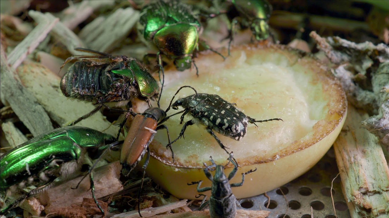 Banana eaters. Stictoleptura rubra, Cetonia aurata, Oxythyrea funesta, Cleonis pigra.