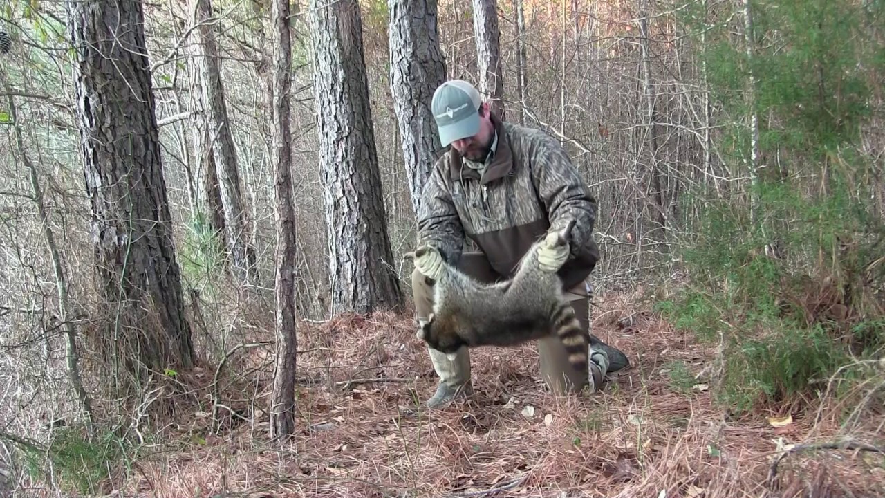 Raccoon Trapping  Nest Predator Management