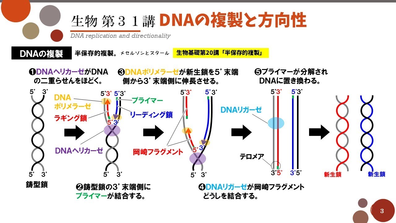 【高校生物】第31講「DNAの複製と方向性」