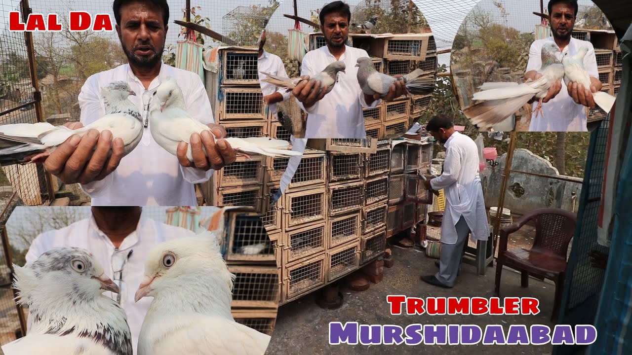 Murshidabadi Old Breed Trubler Pigeons of Lal Da  - Kuli , Murshidabad - 9733550163 / 9832993628