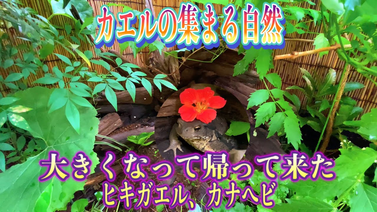 【カエルの集まる自然】①作戦失敗はカナヘビ！ヒキガエル再び！