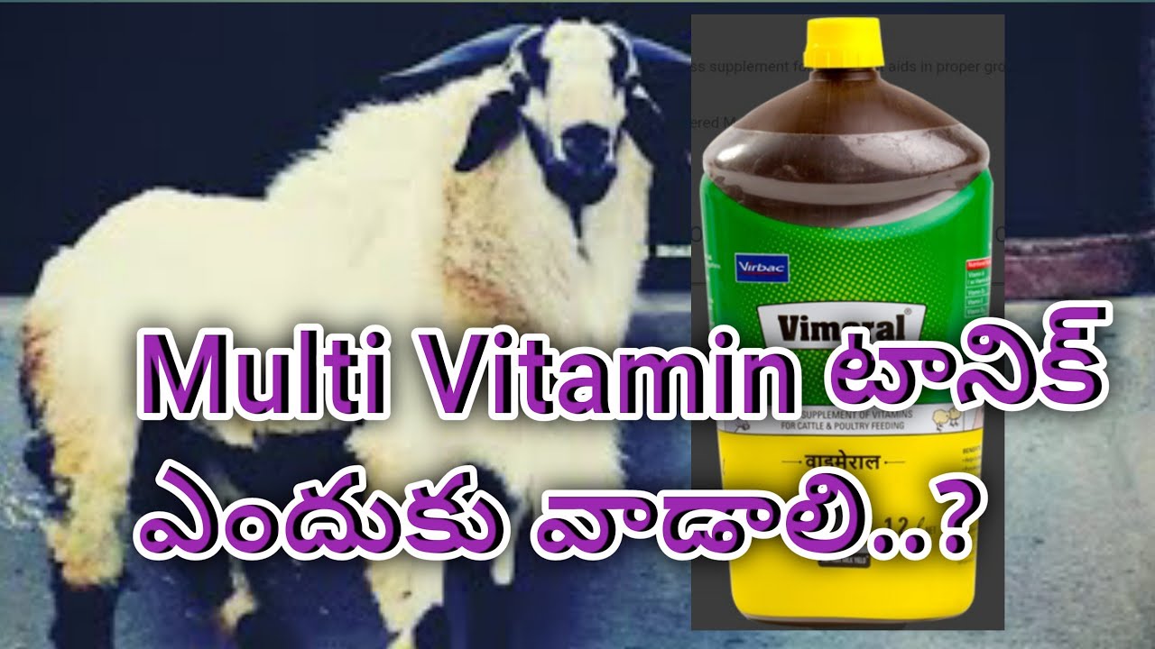 multi vitamin tonic ఎందుకు వాడాలి?-to drench multi vitamin tonic to sheep@villagemultifarming4577