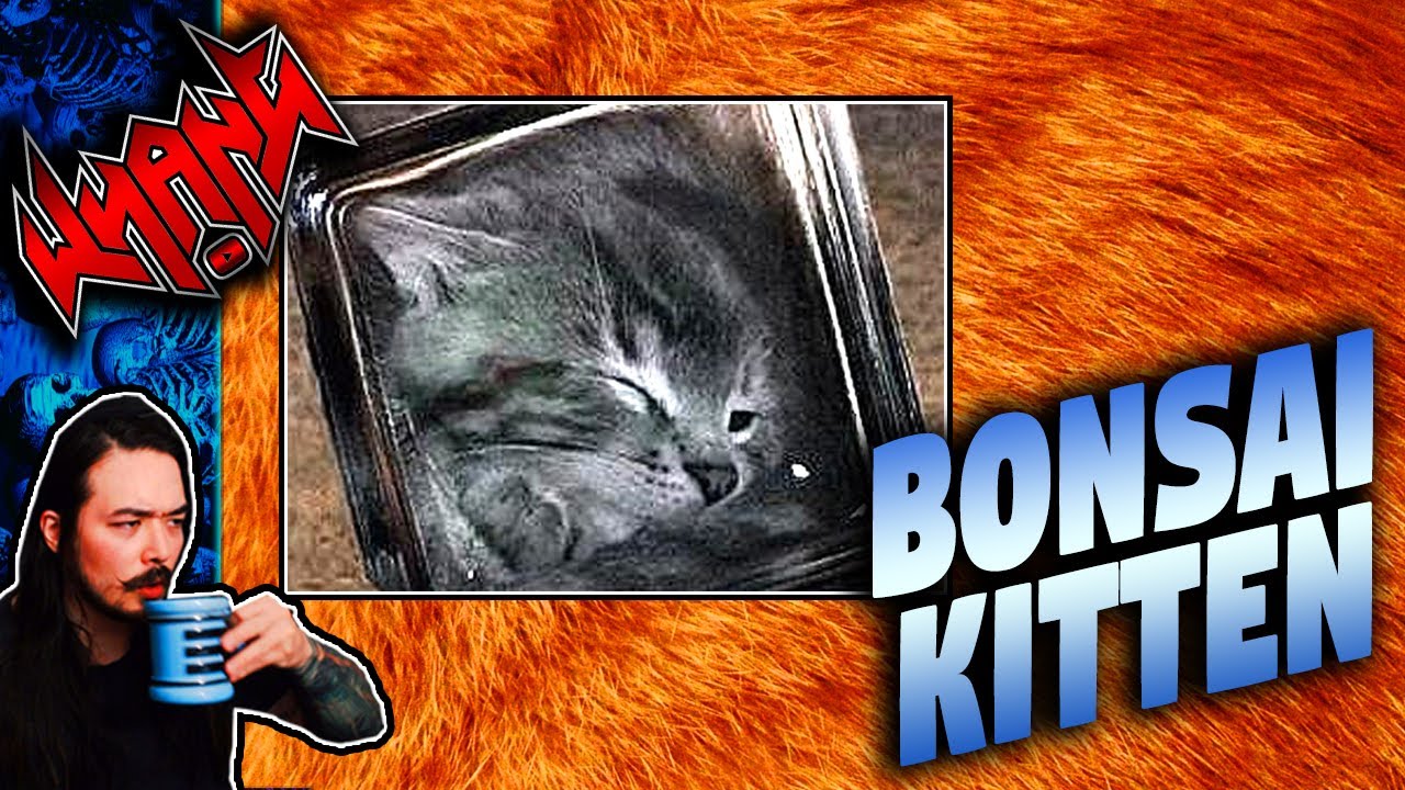 Bonsai Kitten - Tales From the Internet