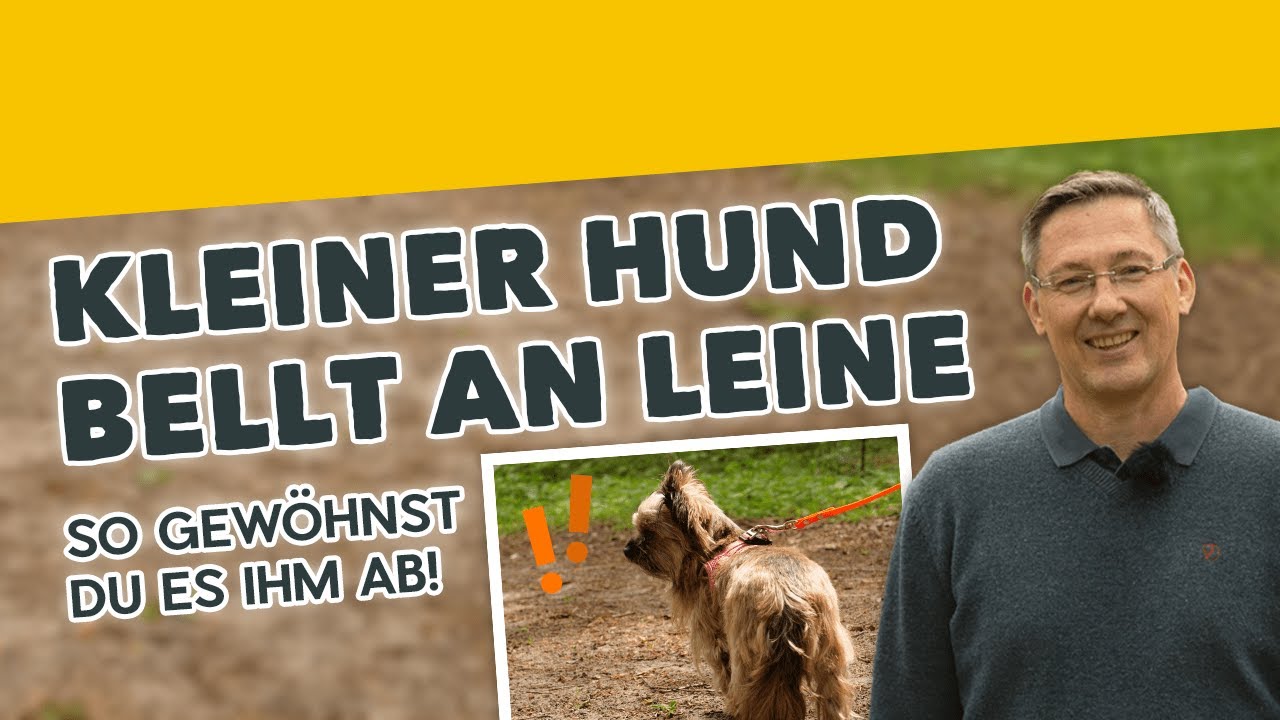 Leinenführigkeit: Kleiner Hund bellt an Leine ► So gewöhnst Du es ihm ab! [Training #3] (2019)