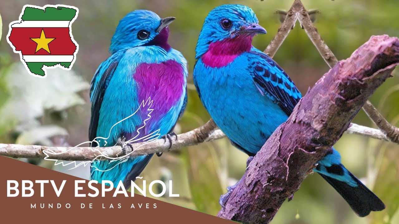 Aves de Surinam | Las Aves Más Hermosas de Surinam Que Nunca Has Visto | BBTV Español
