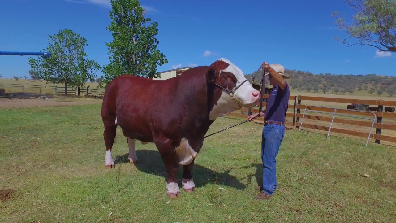 Warragundi Beef Company