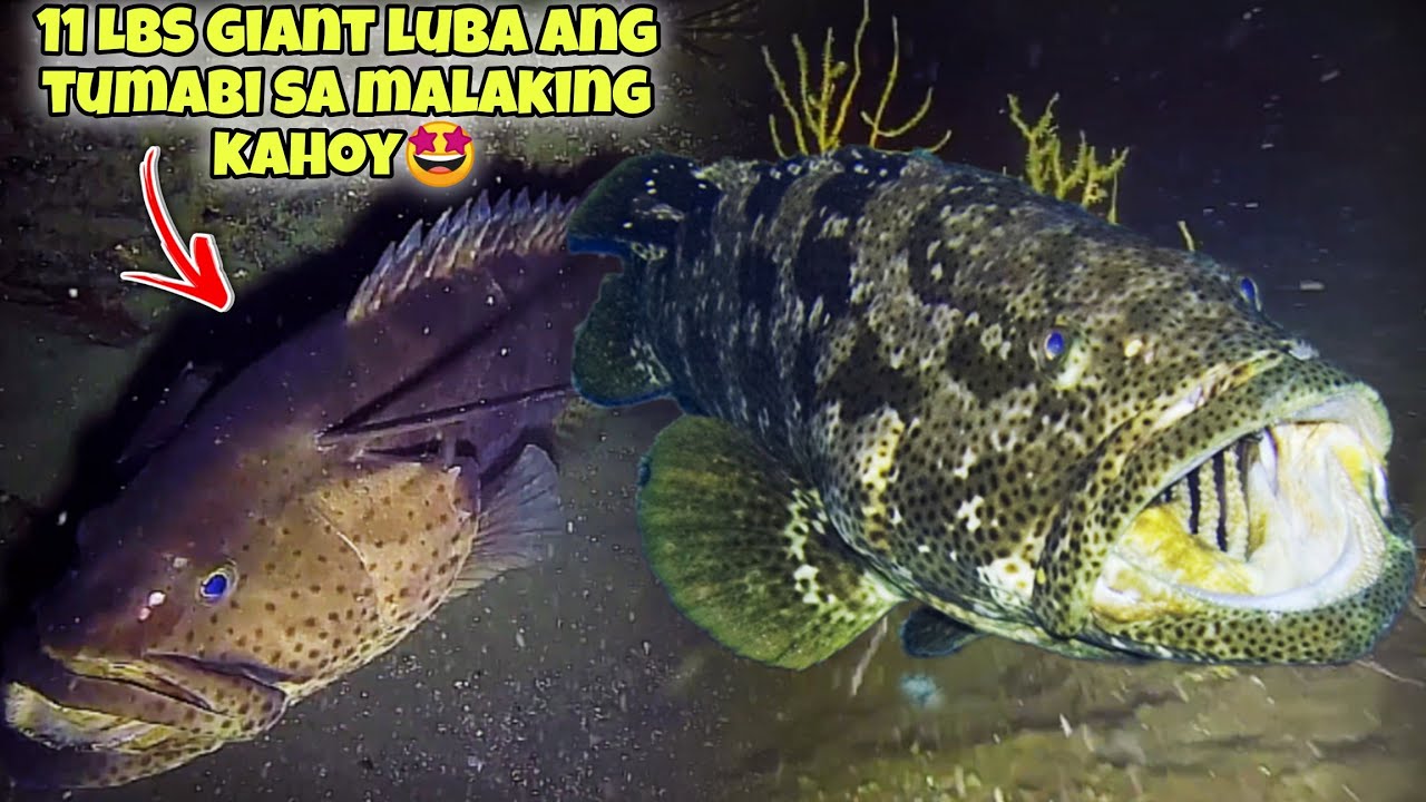 11 LBS GIANT LUBA ANG TUMABI SA MALAKING KAHOY🤩 