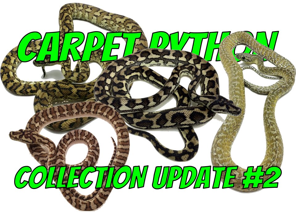 Carpet Python Collection Update #2