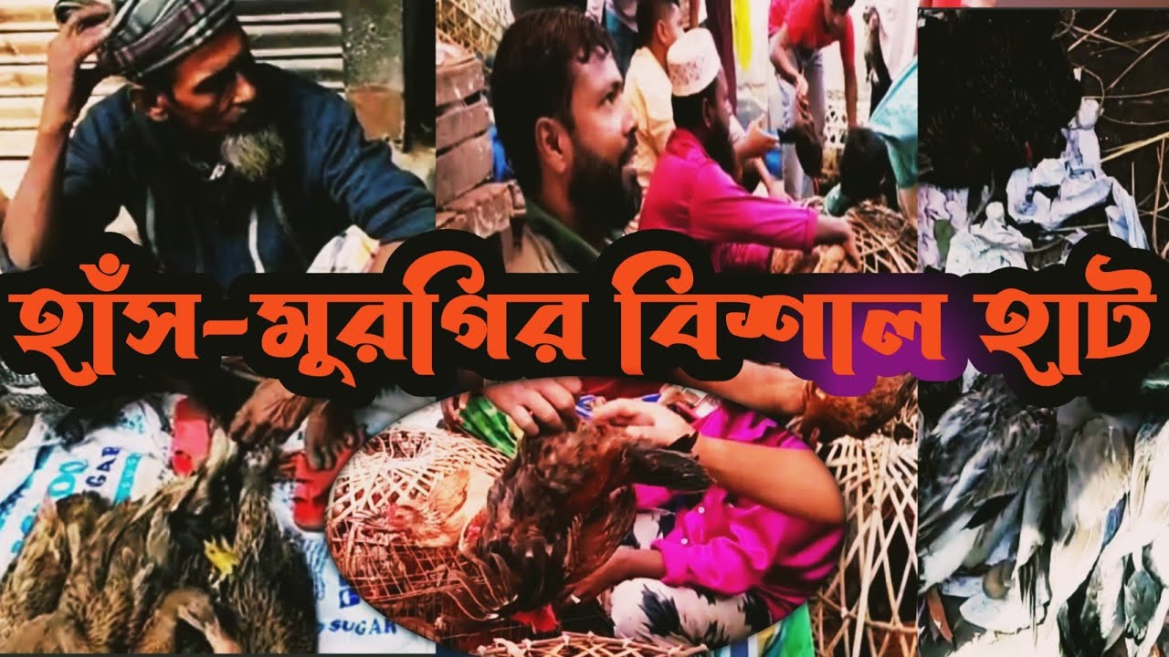 বিভিন্ন ধরনের হাঁস মুরগির হাট বাজার(সাভার)|Savar hat hen market|১৫/১১/২০২২