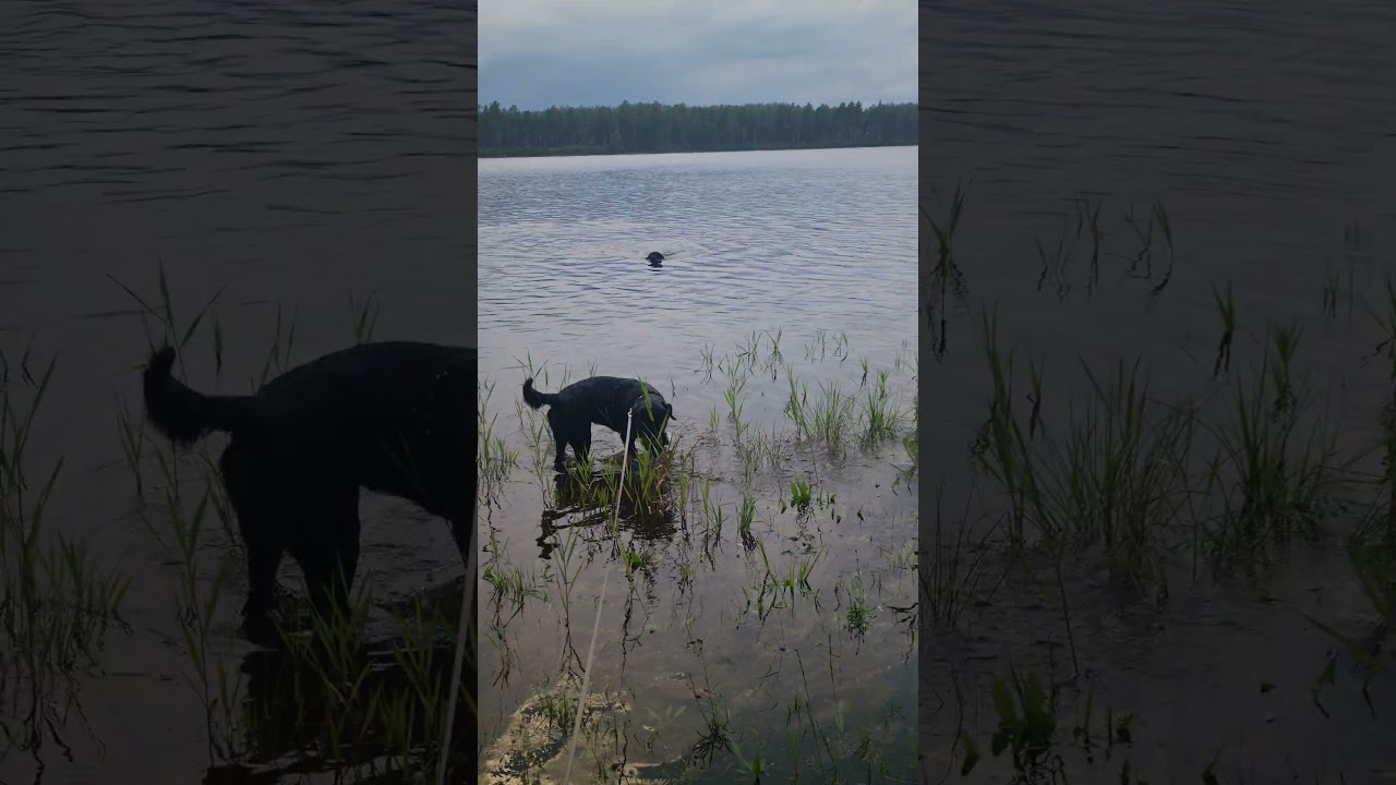 Puck en water  #sweden #labradors #kamperen #camper #honden