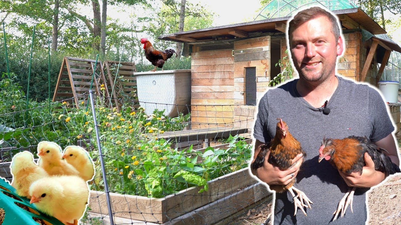 Männliche Küken dürfen leben! Hähne im eigenen Garten halten 🐓