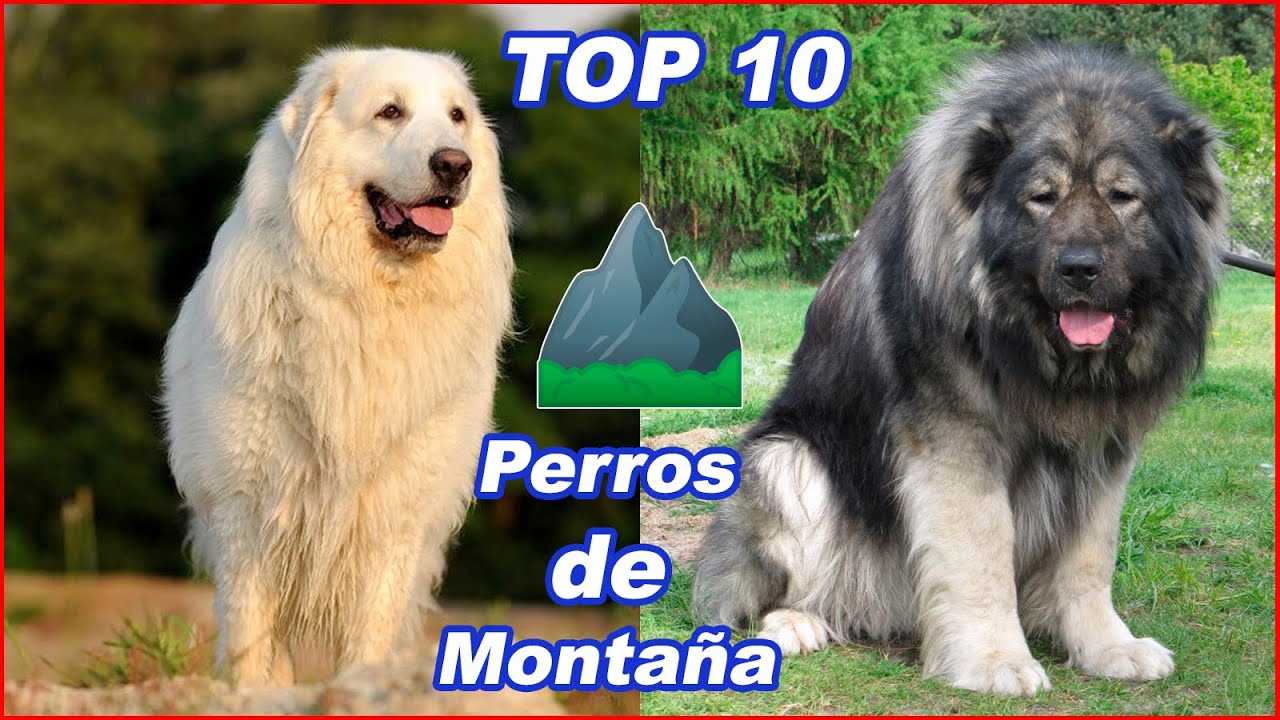 TOP 10 razas de perros de MONTAÑA🐕‍🦺