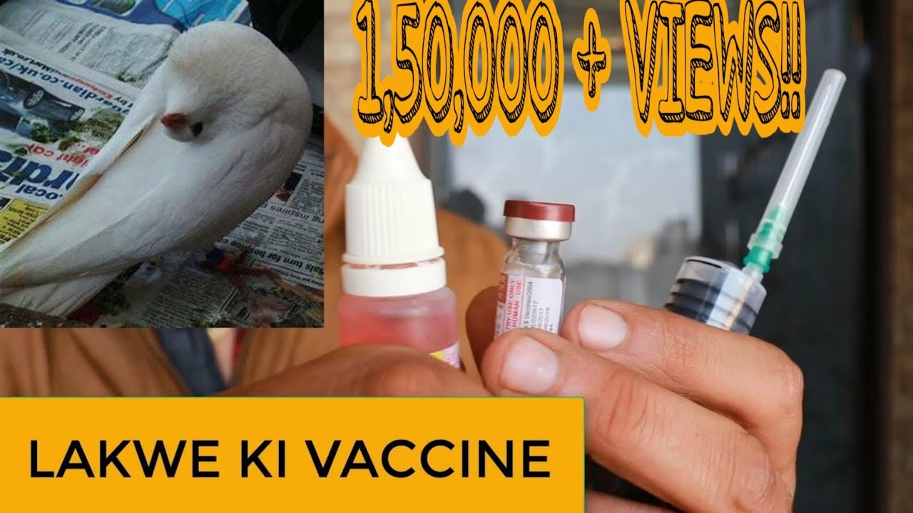 KABOOTAR KE LAKWE KI VACCINE. कबूतर` के लकवे की वैकसीन !!!