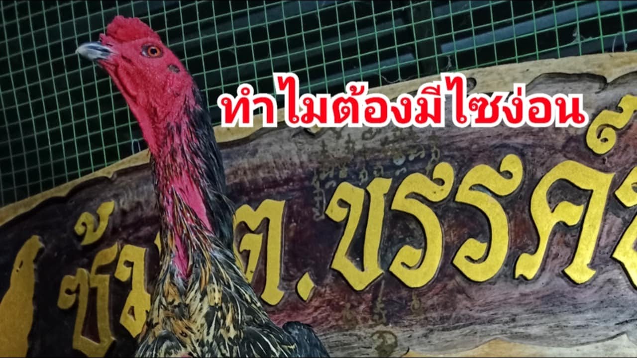 จุดเด่น  จุดด้อยของไก่ไซง่อน
