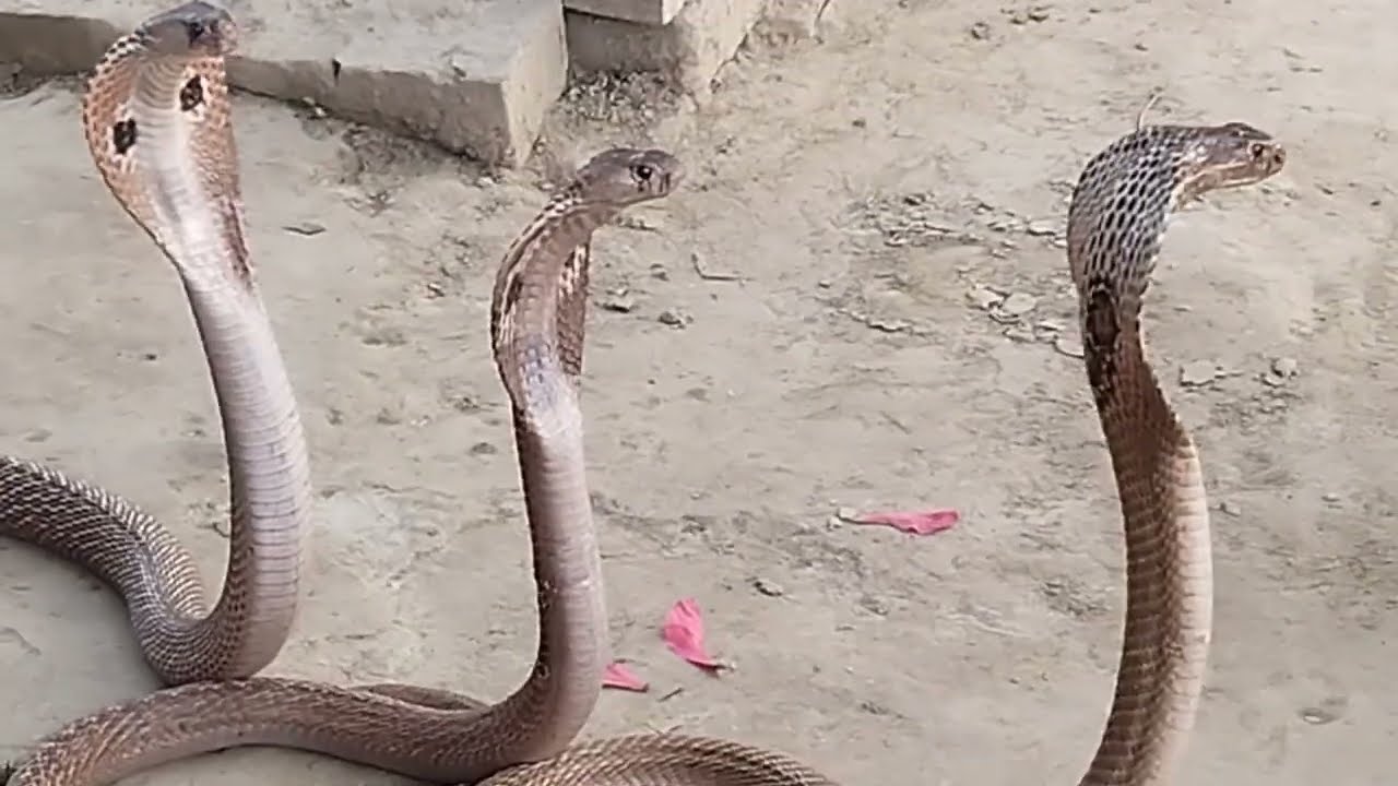 देखिए तीन तीन नाग महाराज के साथ माता जी की पूजा हो रही हैं।#snake #cobrasanke
