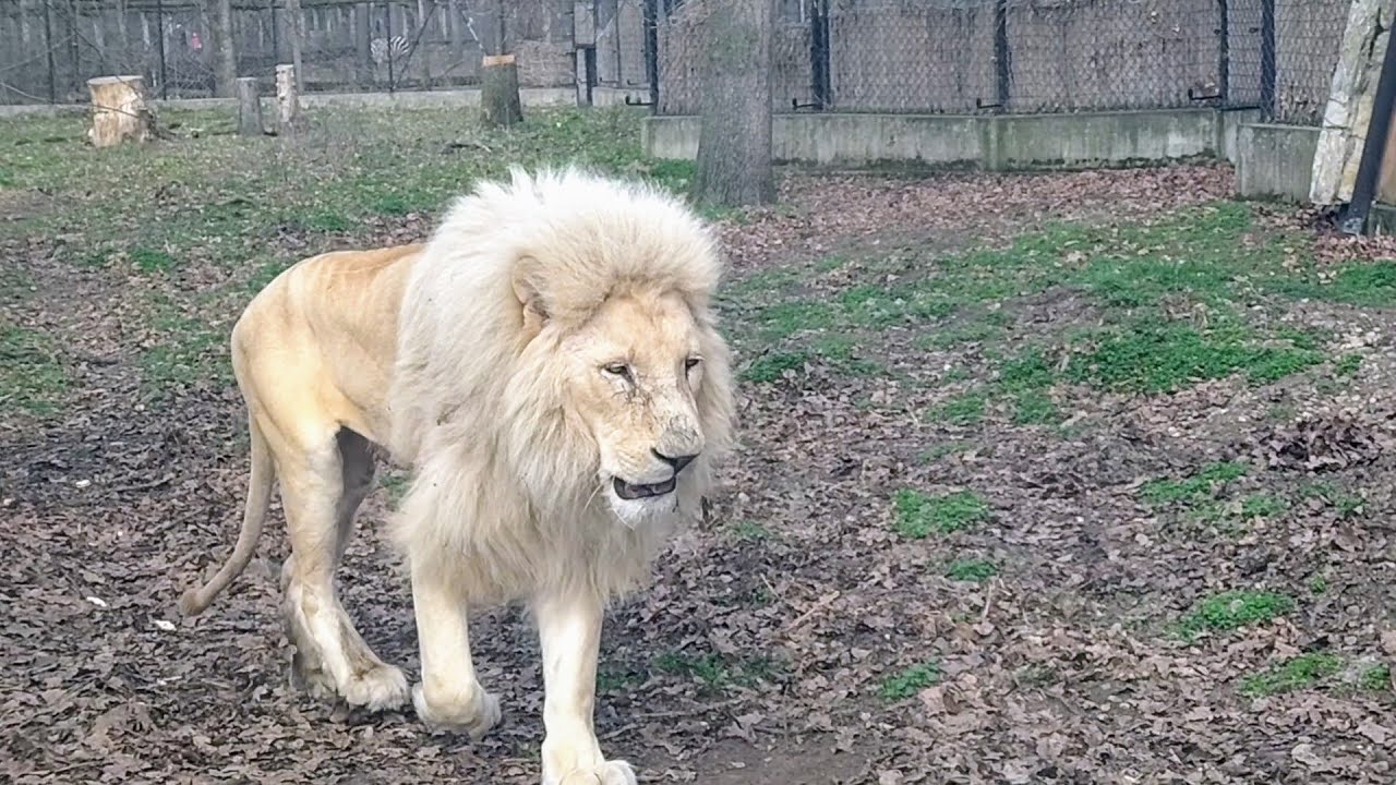 Szeged Zoo - Szegedi Vadaspark 2024 február
