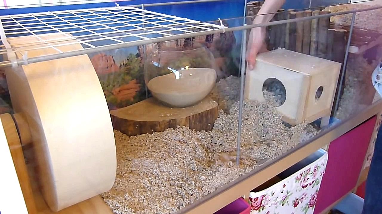 How To: Set Up a Gerbil Cage