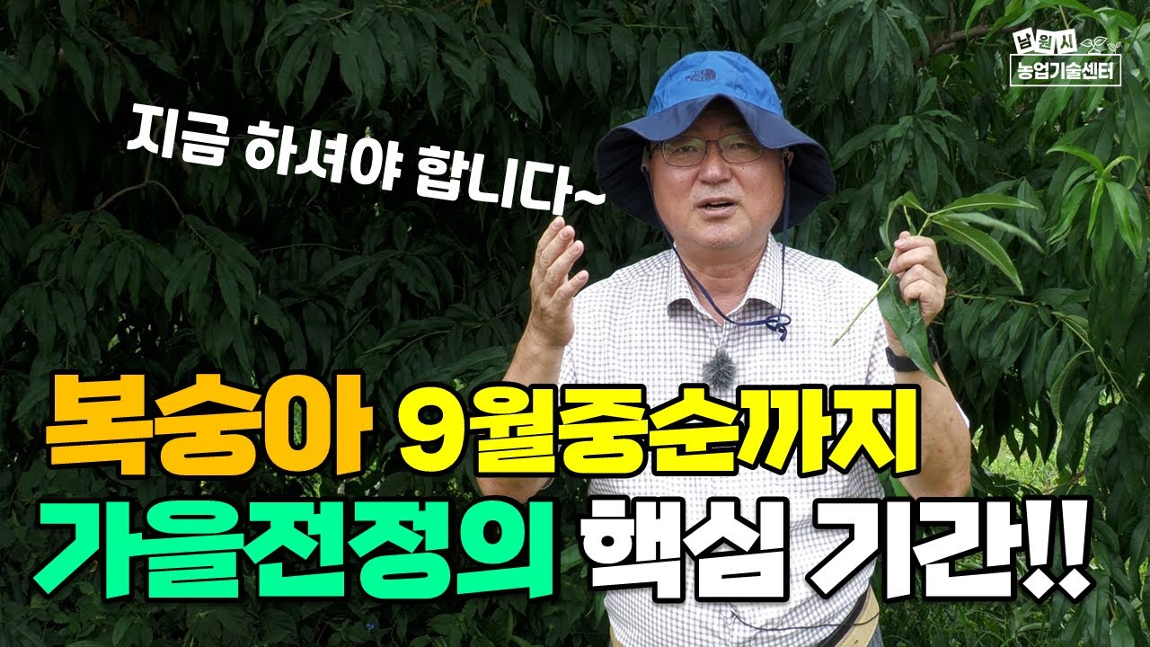 복숭아 가을전정방법 수확후관리 전정시기 9월중순까지 (김성종박사)