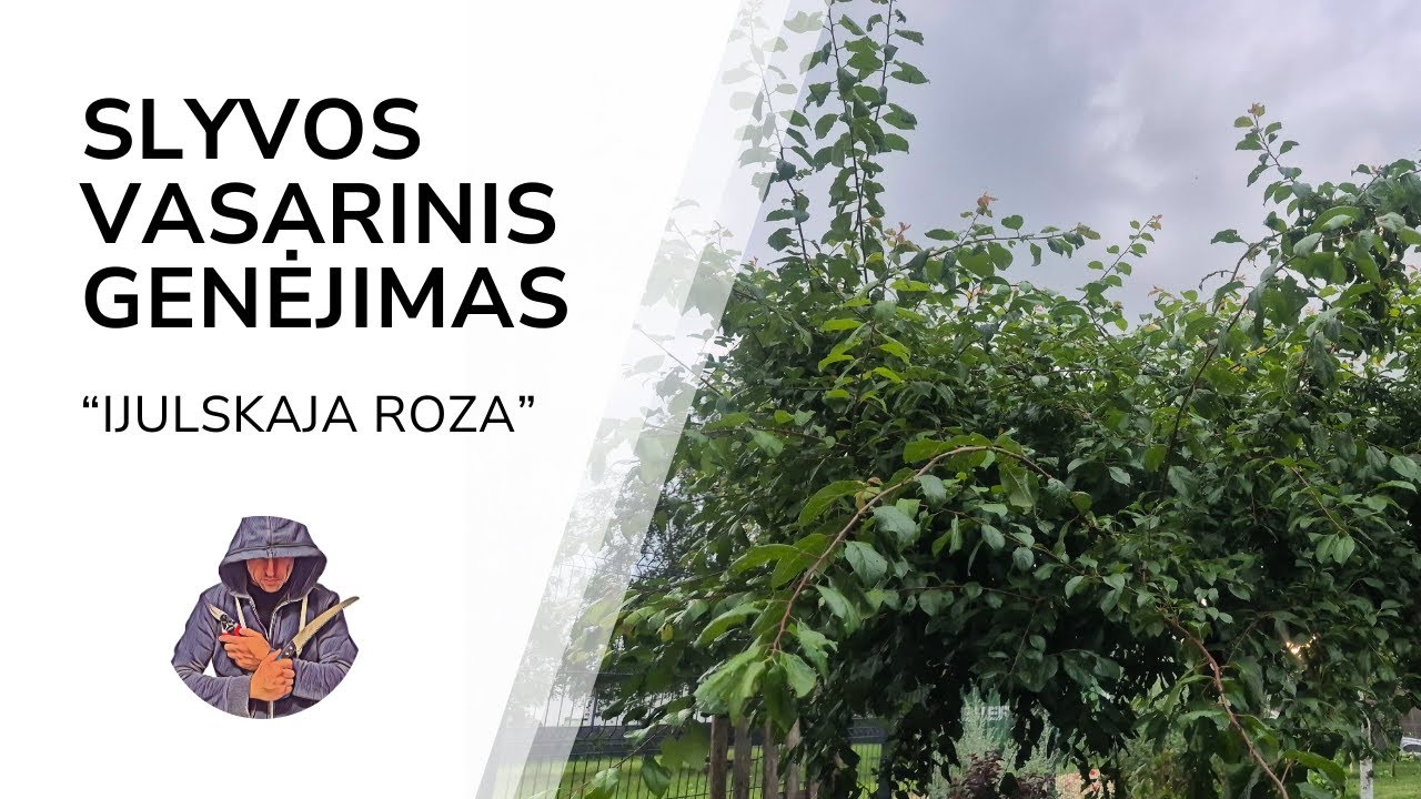Slyvos Ijulskaja roza genėjimas
