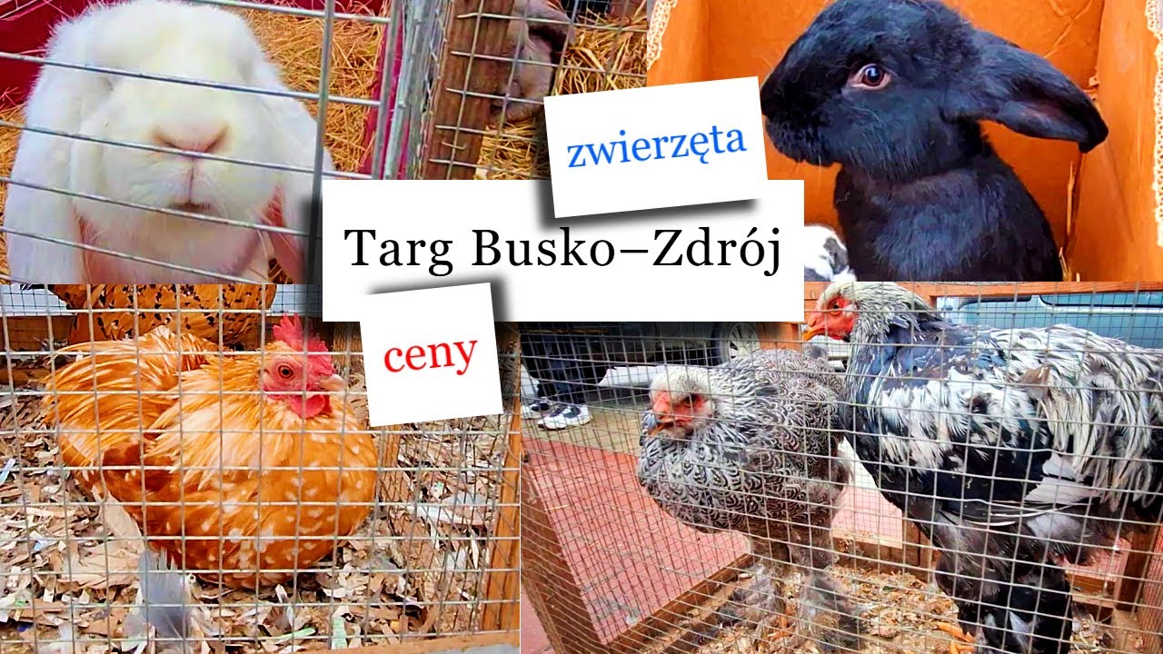 Kury co znoszą po 2 jaja na dzień Byłeś w Busko-Zdroju na giełdzie❓️