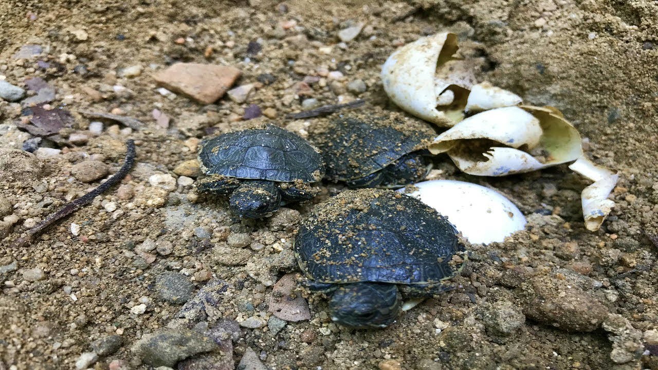 esperamos 80 días para ver el nacimiento de las tortugas