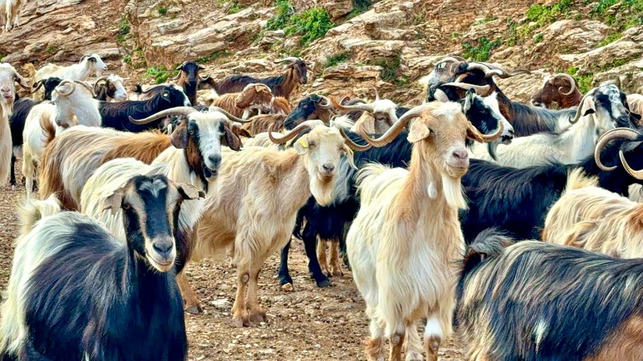 Γίδια, Πρόβατα, Ελάφια, Άγρια Πουλιά, Φύση - Goat and Sheep, Wildlife, Keciler, Koyun #goats #sheep