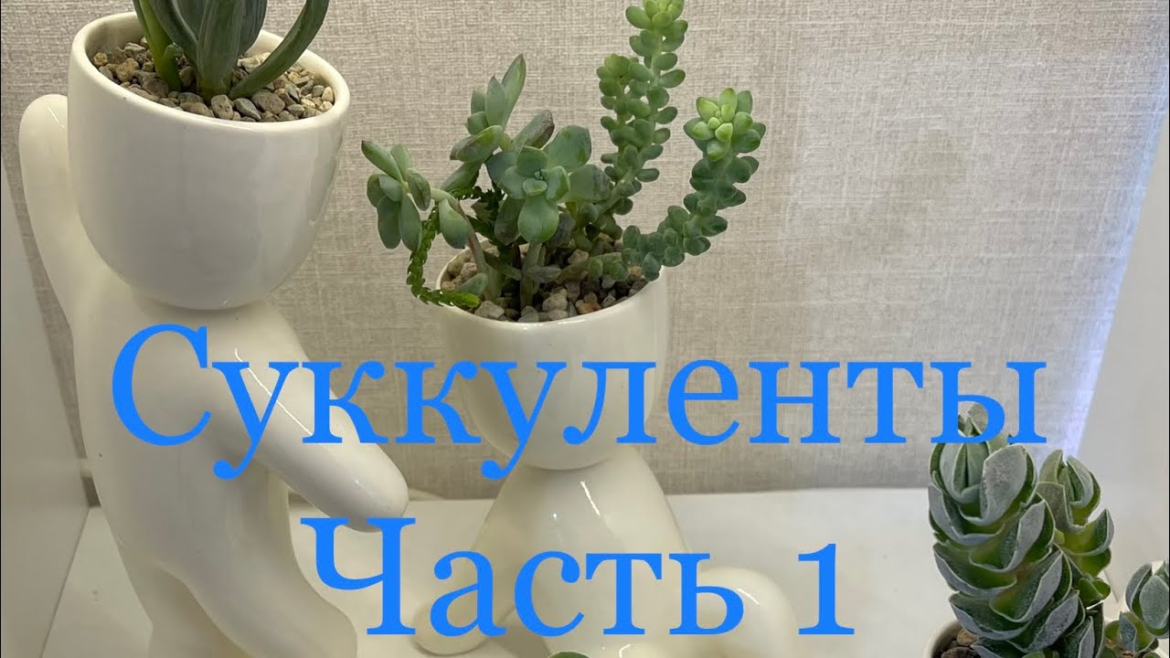 Посылка с канала Кактусы 🌵 и Компания 🤗