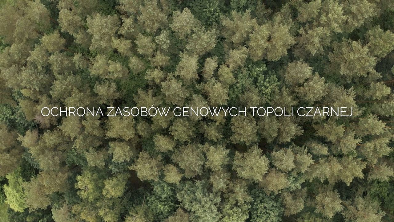 DENDRON+LOGOS -  Ochrona zasobów genowych topoli czarnej.