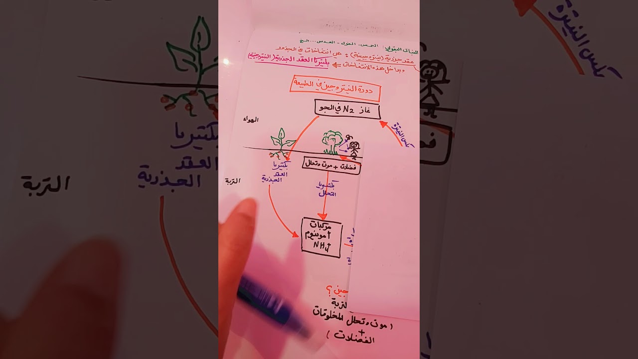 دورة النيتروجين في الطبيعة part II