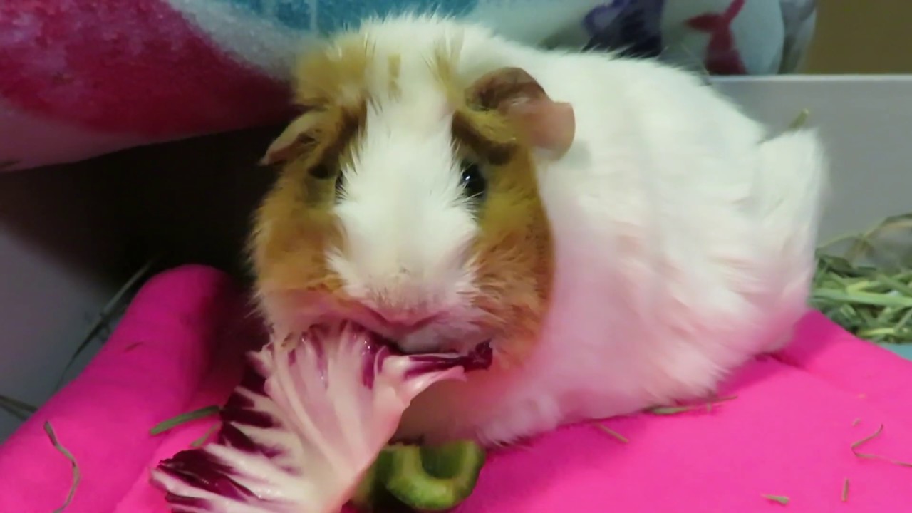 Guinea Pig With Bladder Stones :(