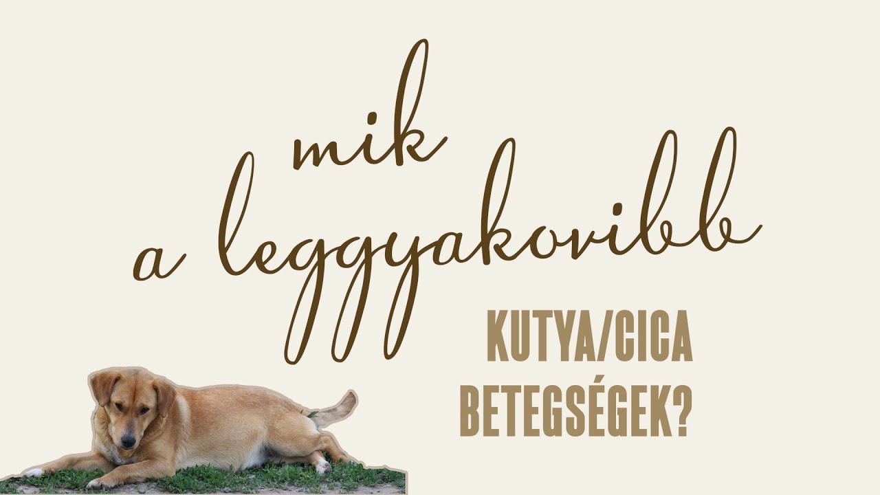 Mik a leggyakoribb kutya/cica betegségek?