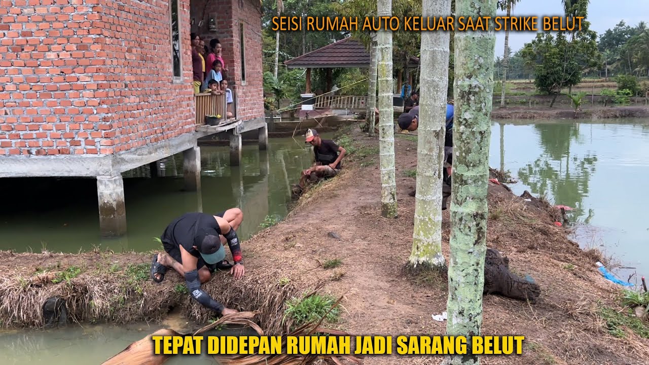 SARANG BELUT BELUT TER MEWAH ! MEPET RUMAH
