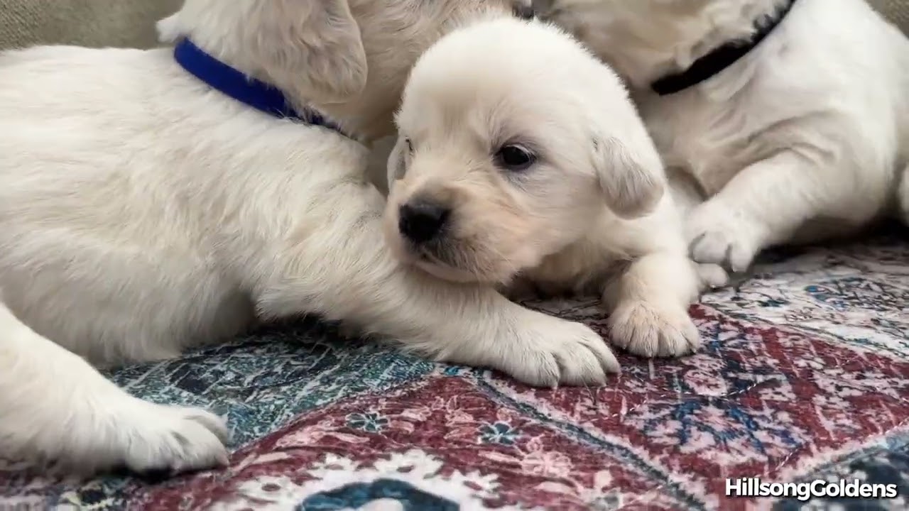 Lizzy & Finn Puppies — 4 Weeks Old (First Playtime + Wobbly Walks!) | English Golden Retrievers 