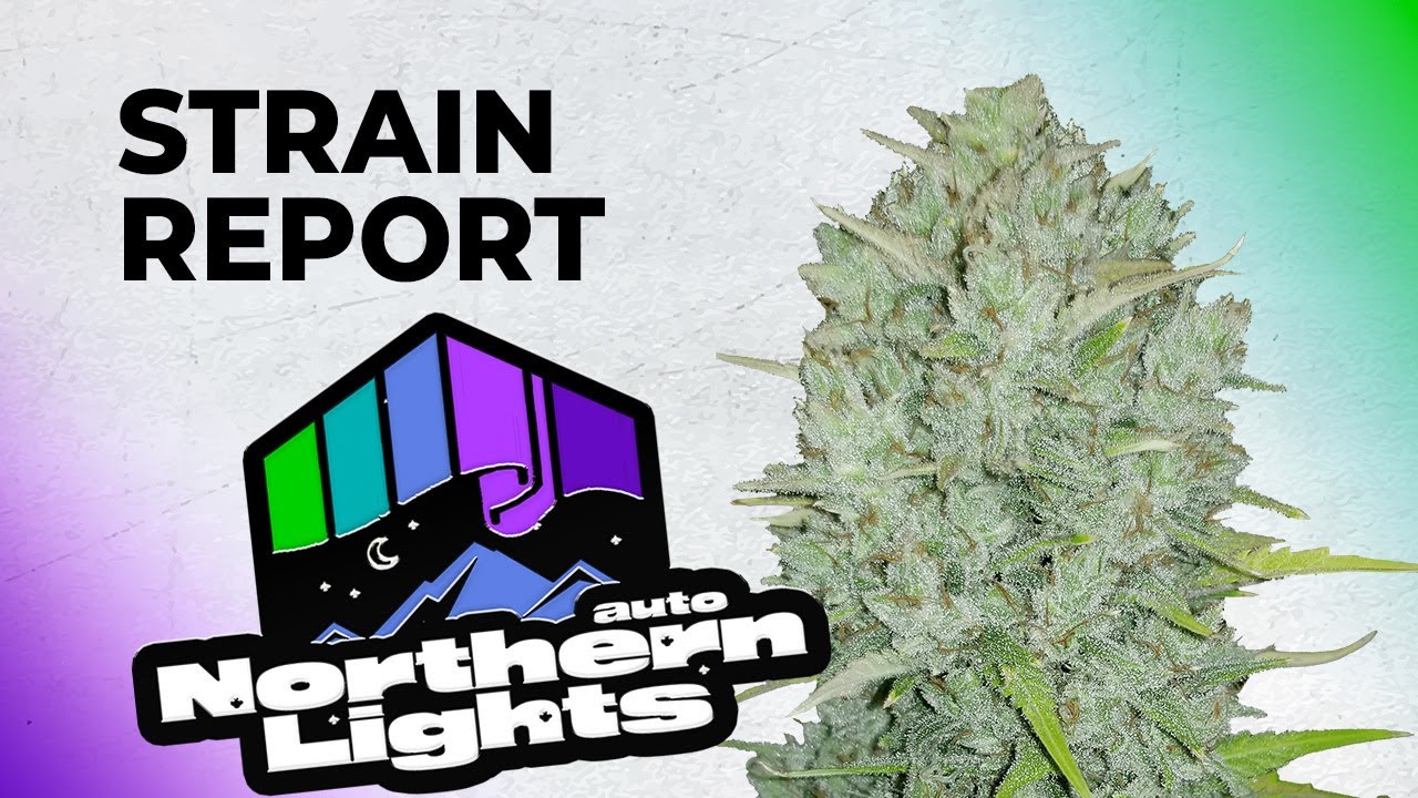 Northern Lights Auto | Strain Review | Fast Buds | Indica