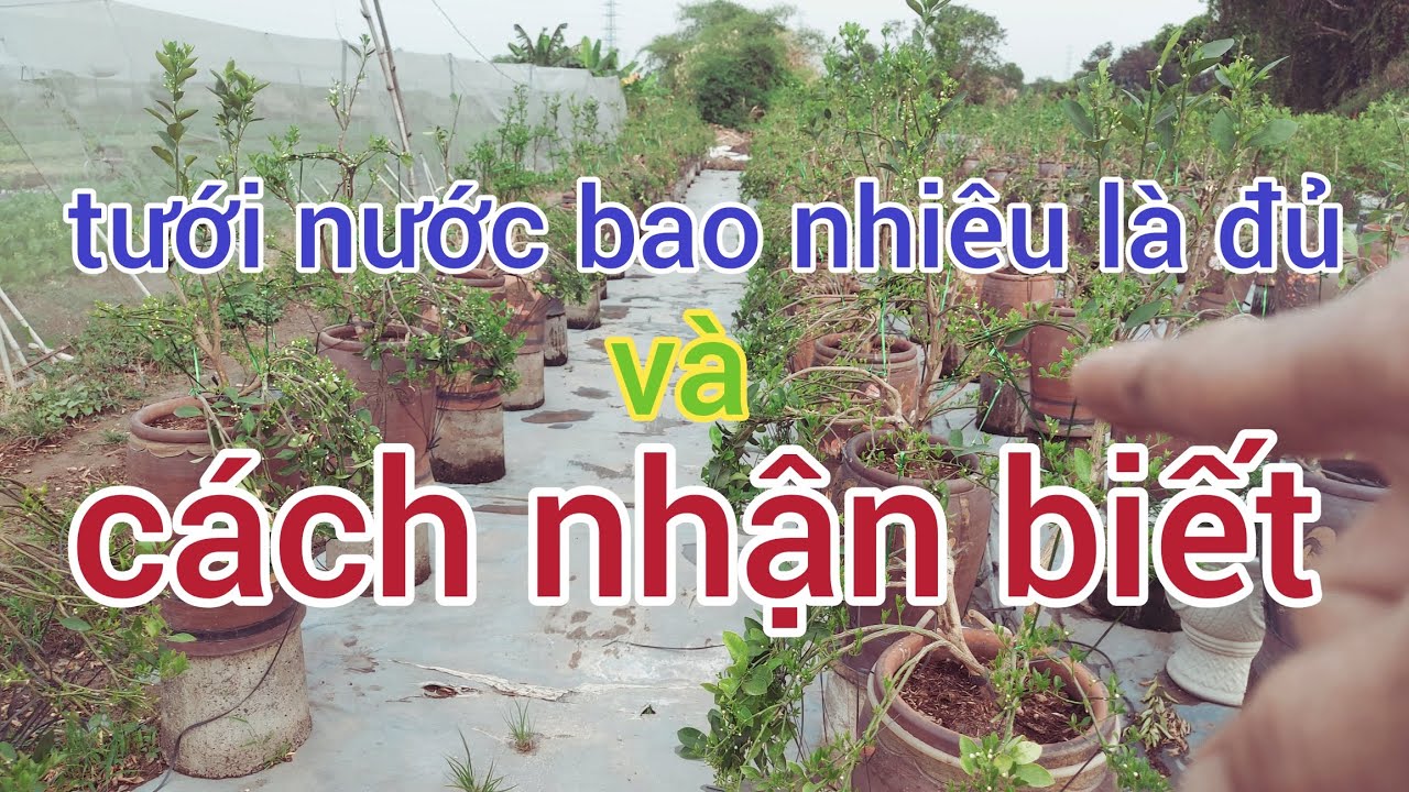 Cách tưới nước cho quất và cách nhận biết cây đang thiếu nước , cây đang dư nước đt 0988063918