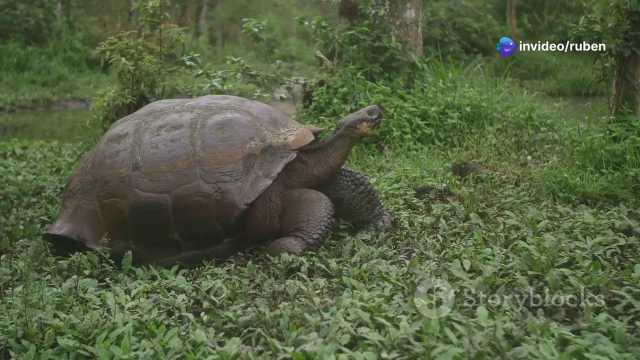 5 Mind Blowing Wildlife Facts You Need to know!