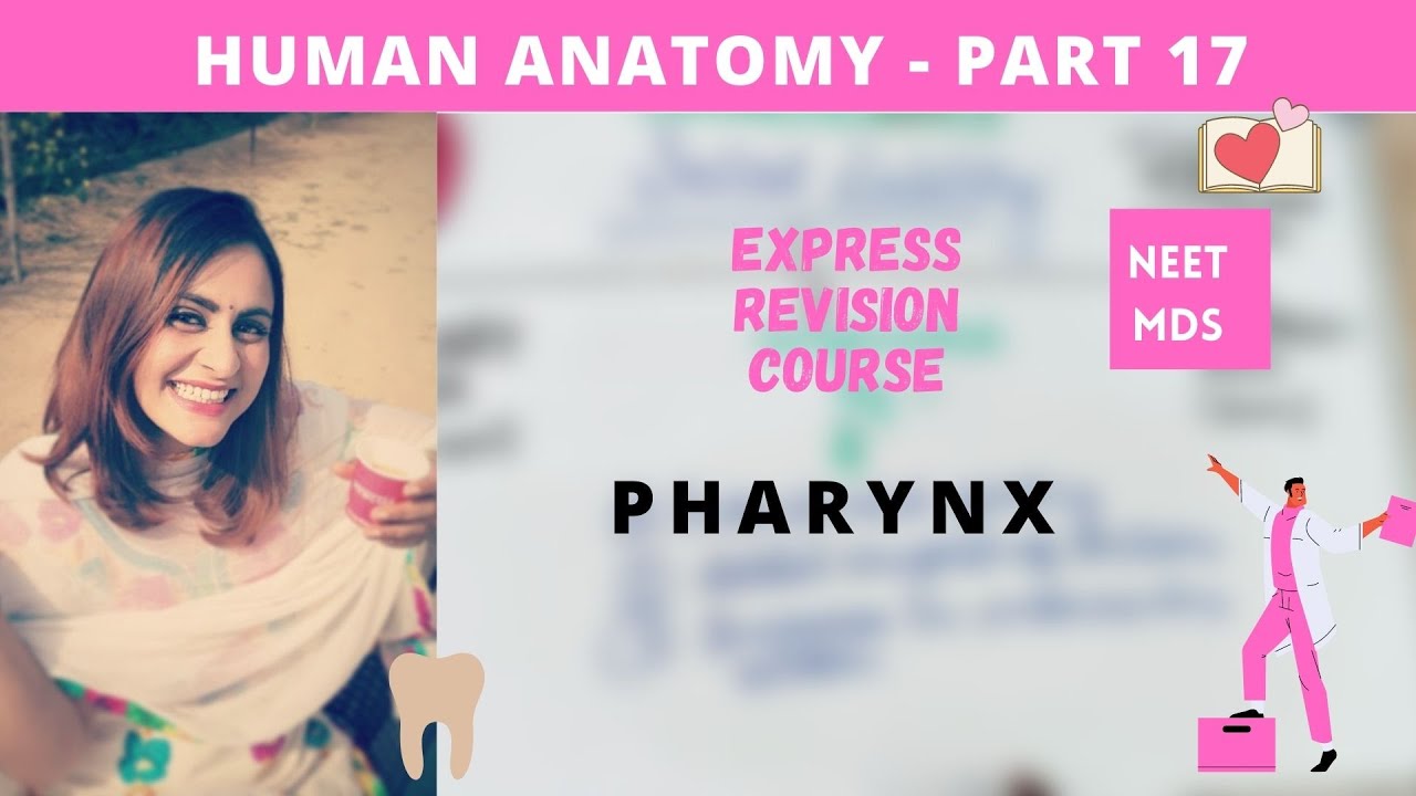 human anatomy - pharynx anatomy 3d