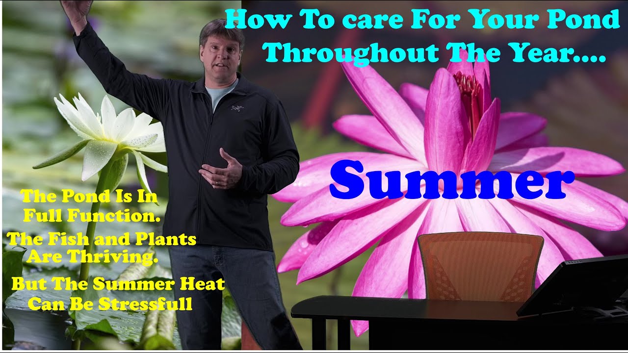 Caring For Your Pond In Summer