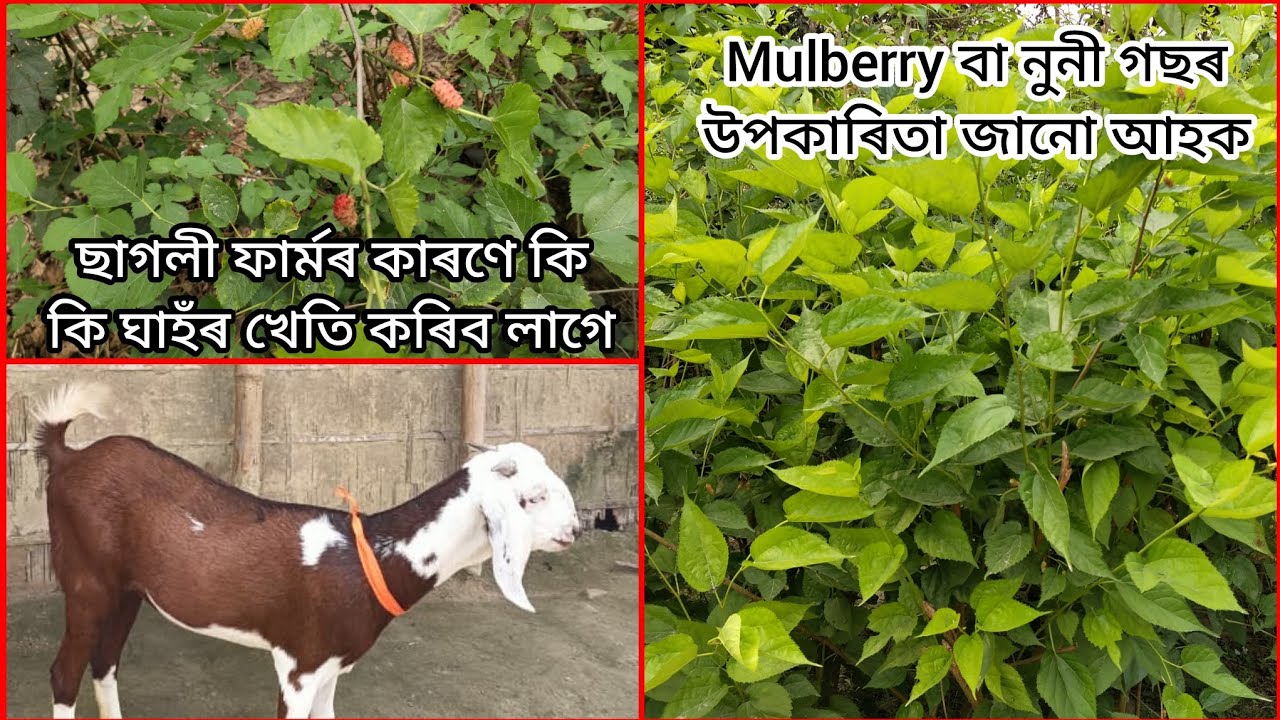 ছাগলী ফাৰ্মৰ কাৰণে কি কি ঘাহঁৰ খেতি কৰিব লাগে? 