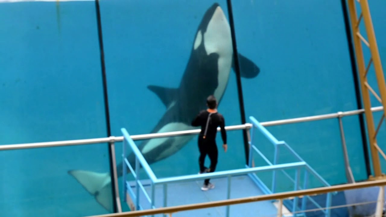Orcas (Killer Whales) in Marineland Antibes, May 2018