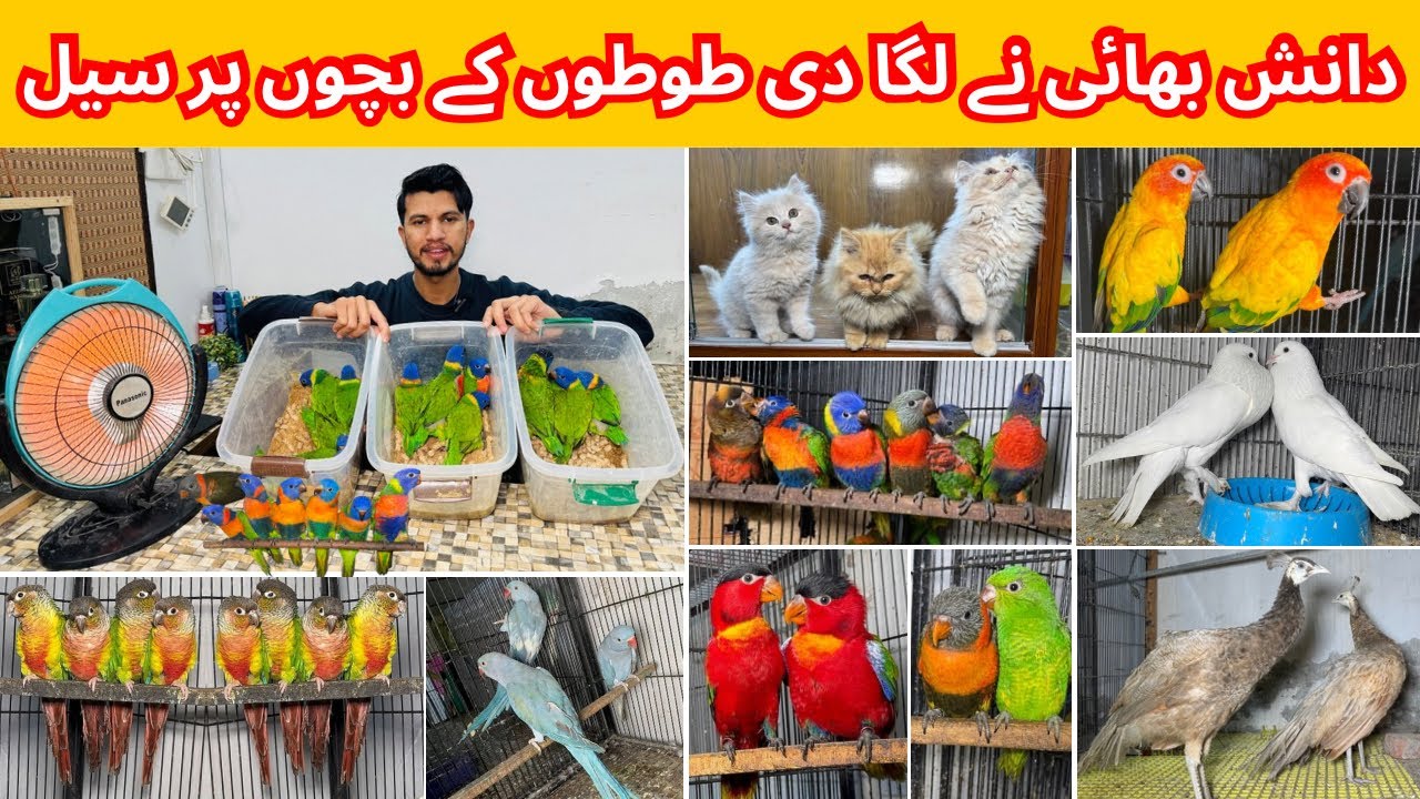 Birds Market Multan 10 January 2026 |Madni Birds Shop | Malik Danish | Handtamed Parrot Shop |