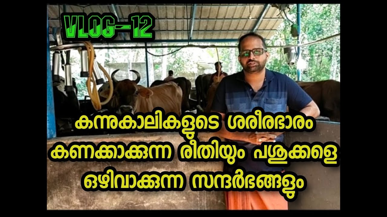 കന്നുകാലികളുടെ ശരീരഭാരം കണക്കാക്കുന്നരീതി Cattle bodyweight calculation Dairyfarm Ajith'S DailyDairy