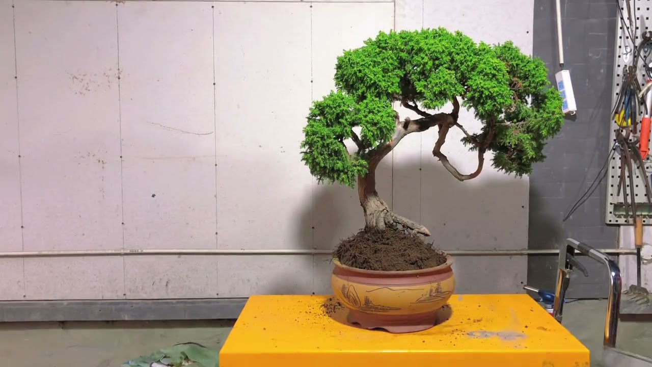 Transformation of a China's larch Bonsai free