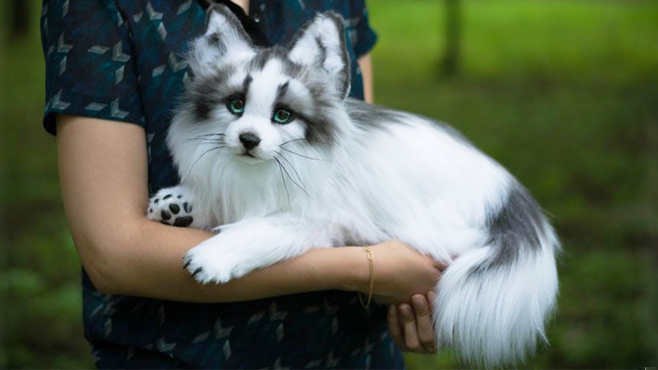 10 Razas de Zorros Más Hermosas del Mundo