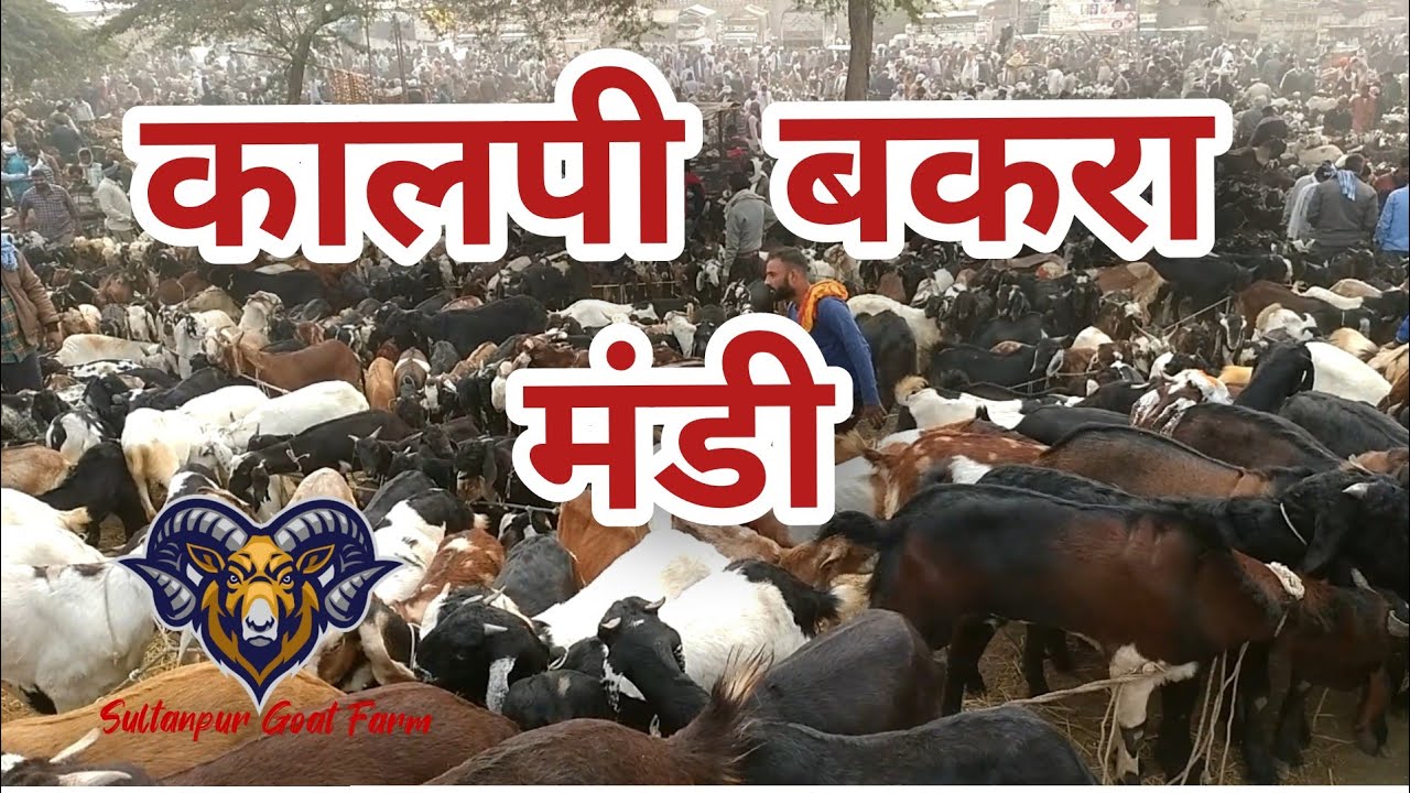 कालपी बकरा मंडी l KALPI BAKRA MANDI l  Sultanpur Goat Farm l #bakripalan #GoatFarming #bakramandi