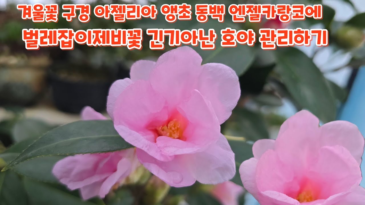 #겨울꽃 구경 하면서 #아젤리아 #앵초 #동백 #엔젤카랑코에 #벌레잡이제비꽃 #긴기아난 #호야 키우기