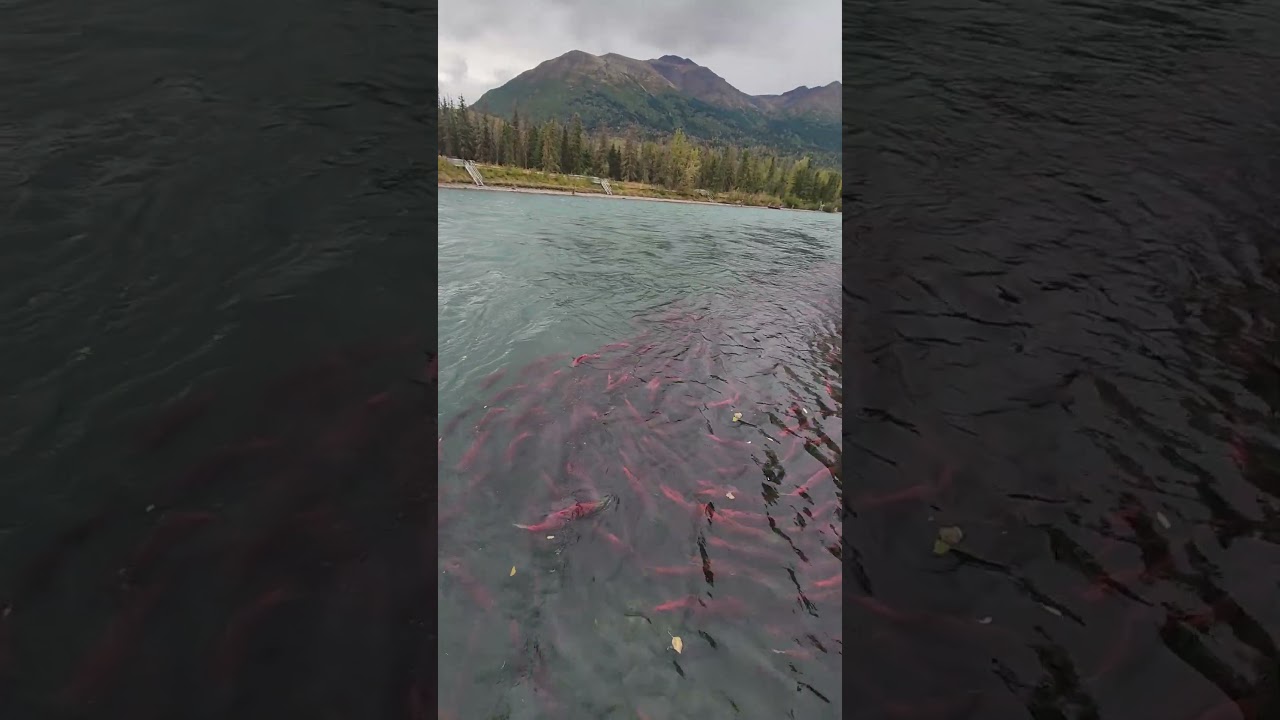 #alaska