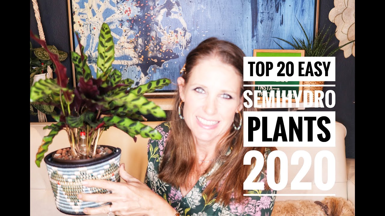 #semiHydro #houseplants TOP 20 EASY SEMIHYDRO PLANTS TO CONVERT IN 2020